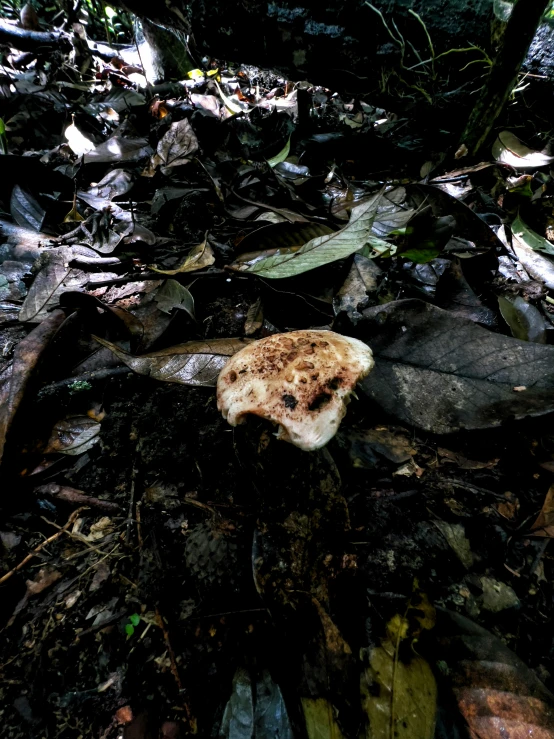 a dirty mushroom laying on the ground in the woods