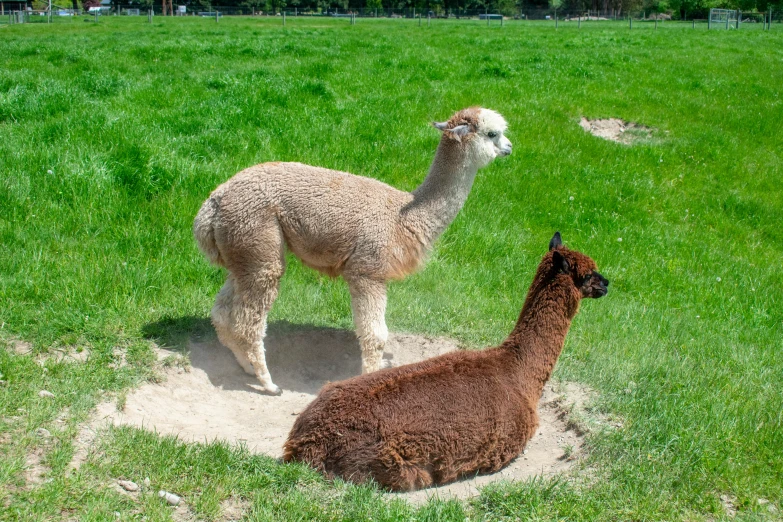 two alpaca are standing near each other