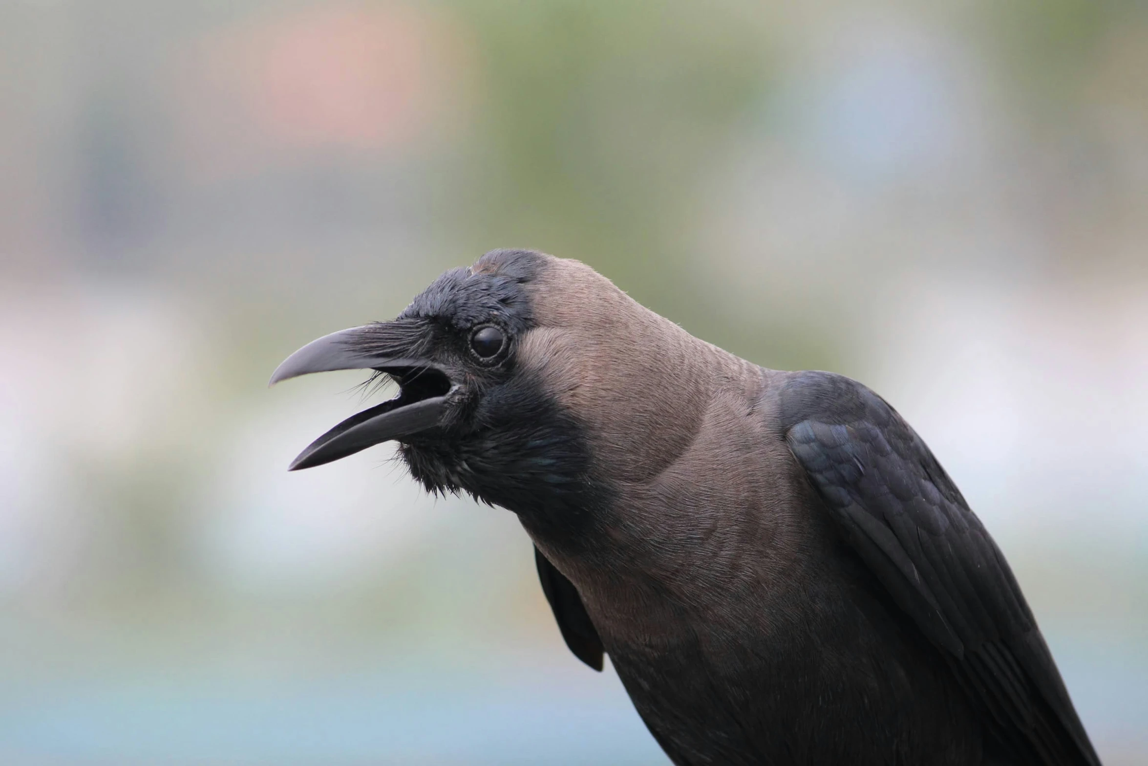 a bird with its beak open with its mouth wide