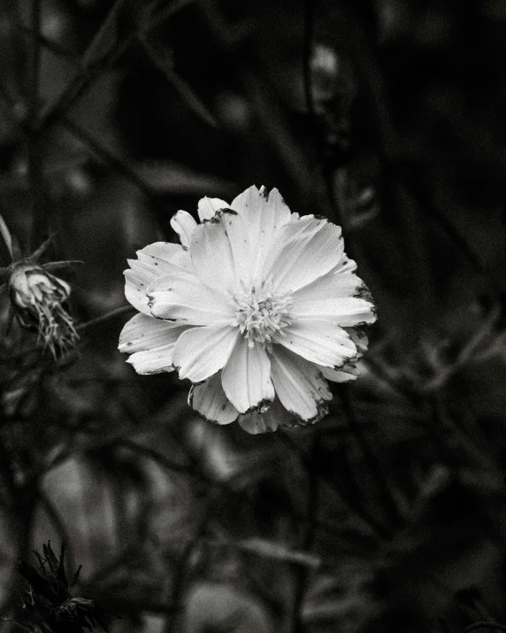 a flower sitting next to some grass and dirt