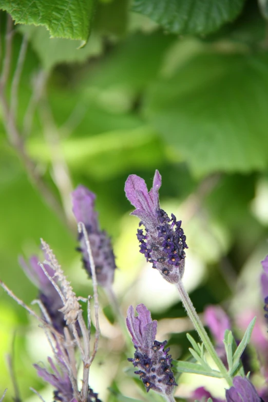 purple flowers blooming in the sunlight next to some green leaves