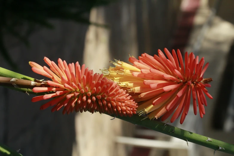 bright orange flowers are next to each other