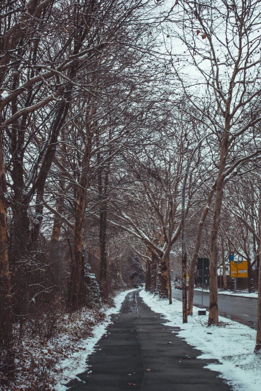 snowy roadway in suburban area with bare trees on either side