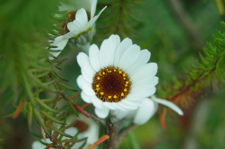 a white flower with yellow petals and some green leaves