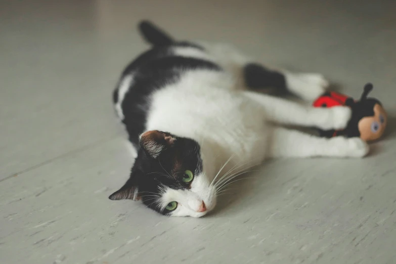 the black and white cat is playing with a toy mouse