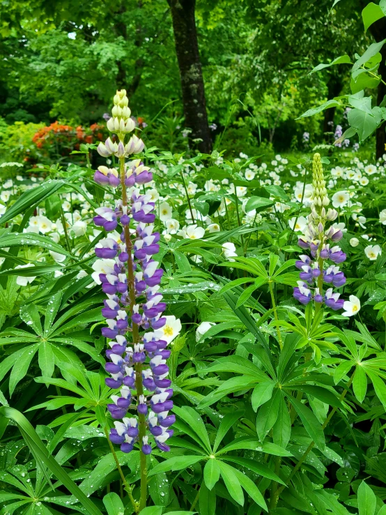 purple flowers and white daisies grow among some green foliage