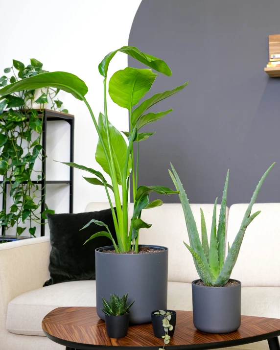 three potted plants on a round table in a corner