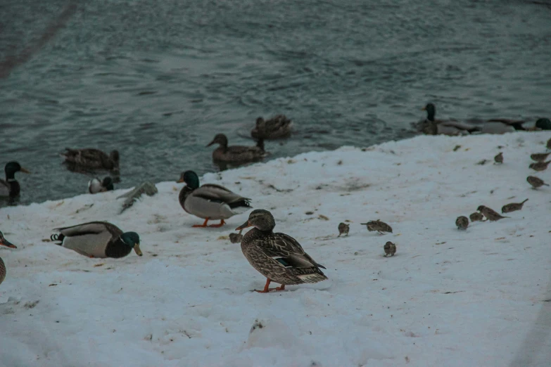 a bunch of birds that are standing in the snow