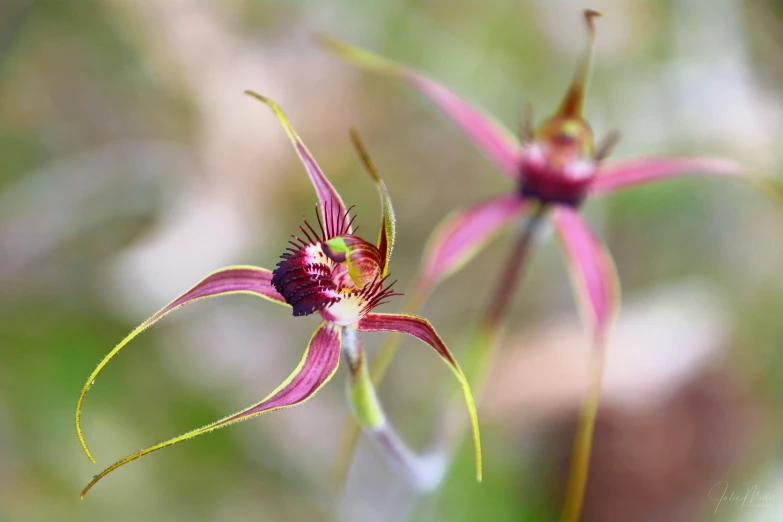 some red and green plants that are in the wild