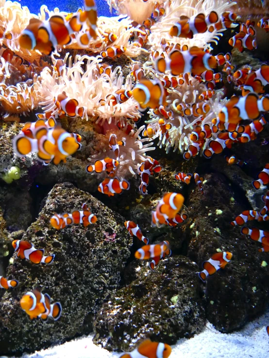 clown fish in an aquarium looking at the pographer