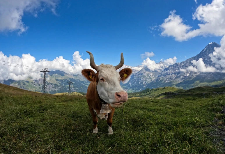 a cow in a field with mountains and clouds in the background