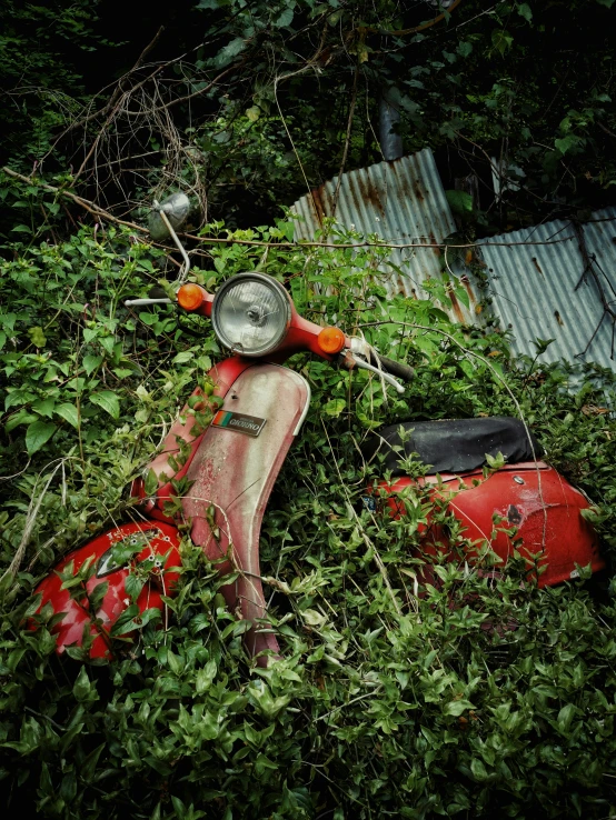 an abandoned scooter sits amongst some trees and foliage