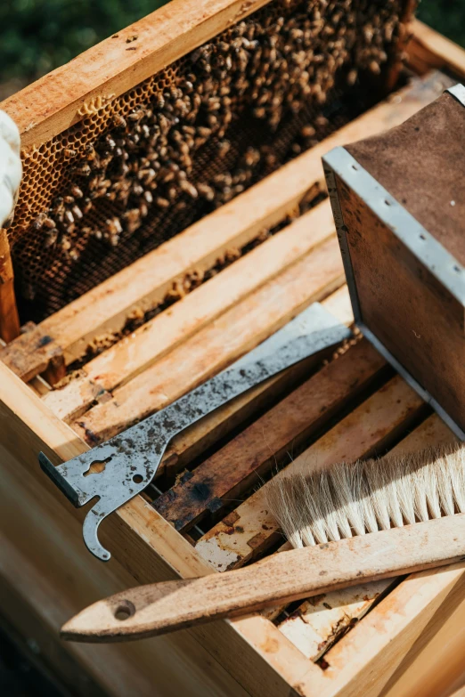 a beekeeper combs the comb on his frame