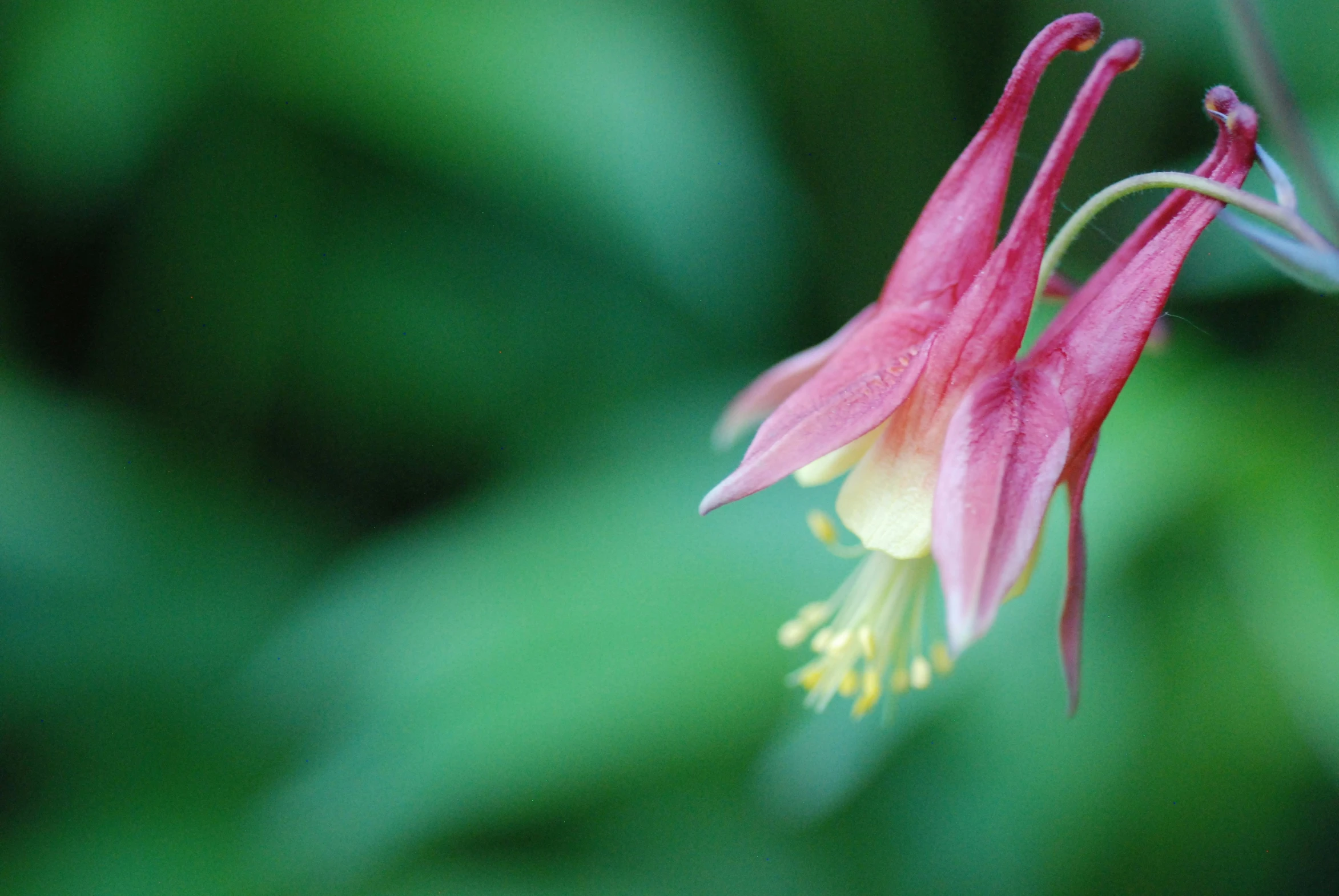 a flower is growing near some green plants