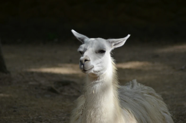 a llama looking to the camera in an open area