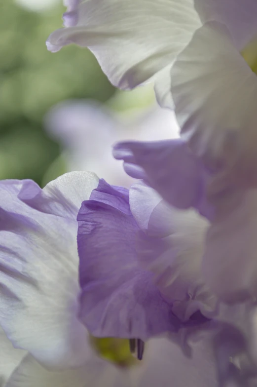 closeup of purple flowers in bloom with soft focus