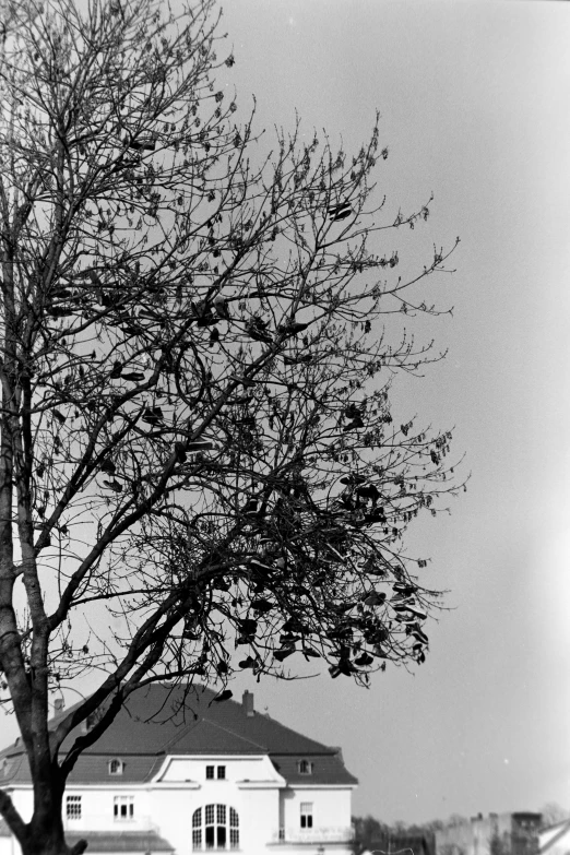 a large white house next to a tree