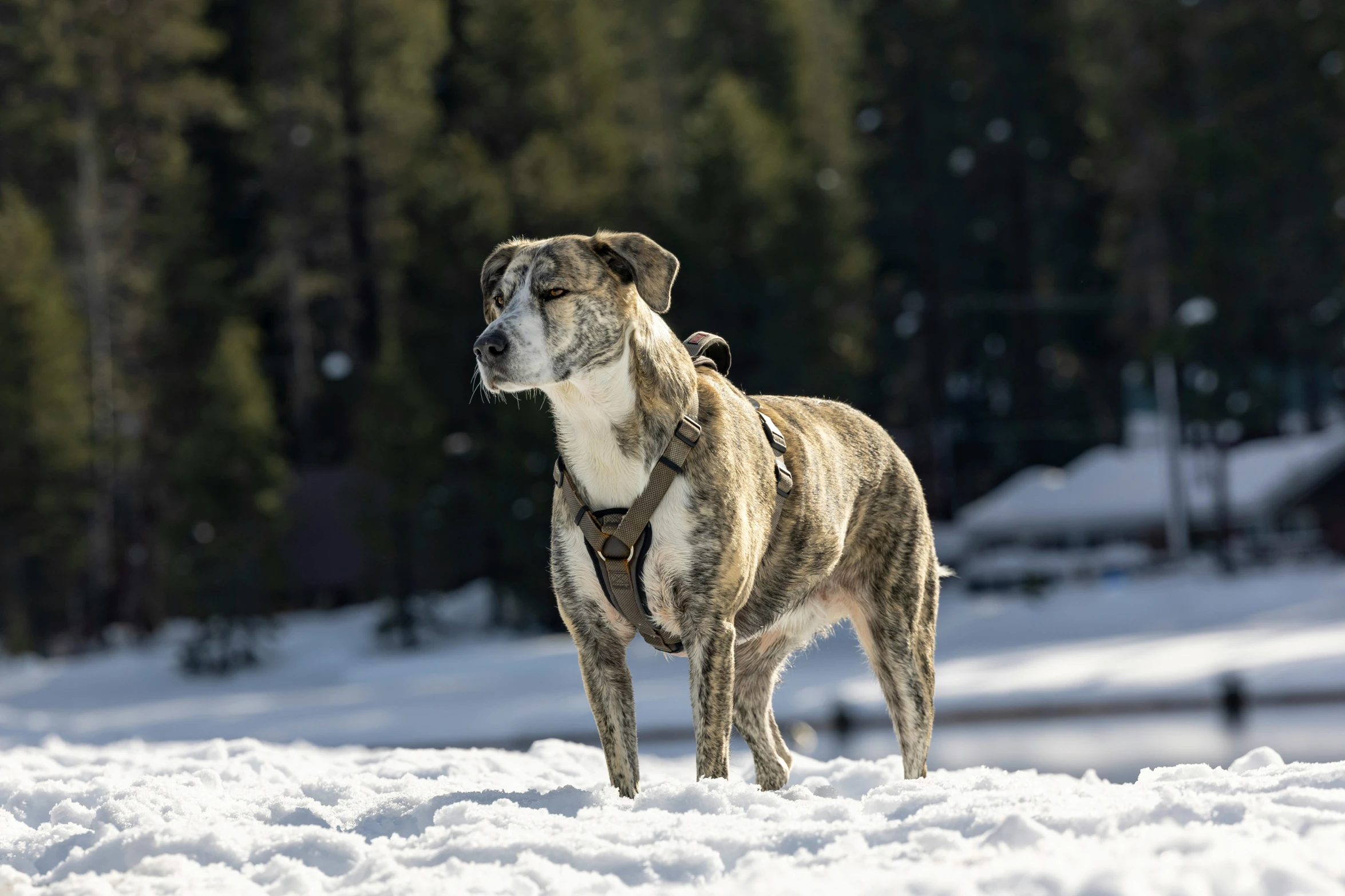 a very big pretty dog in the snow