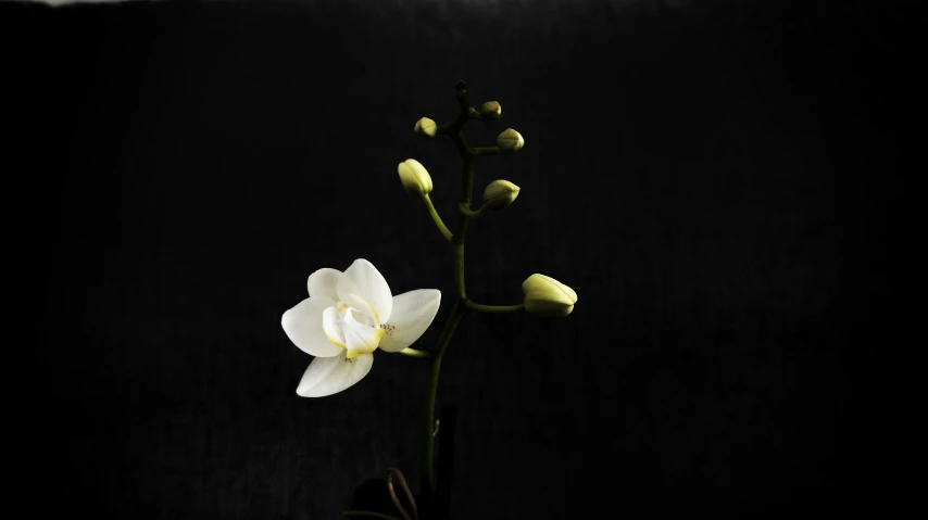 a white flower on the stem of a stem