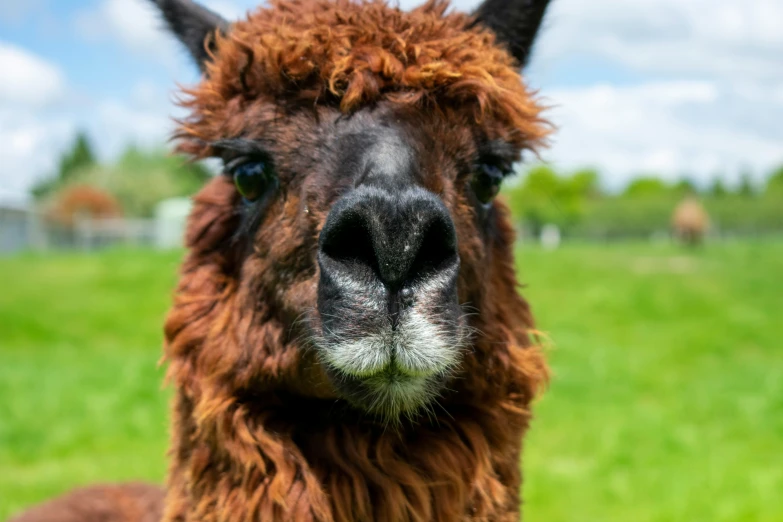 a lama looking at the camera with a green pasture in the background