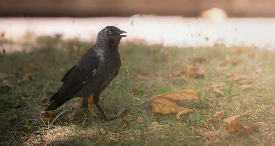 the bird is standing in the grassy field