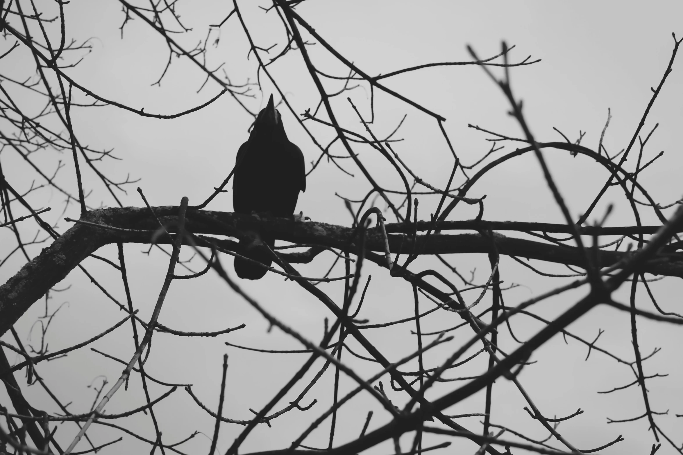 a black and white bird sitting on a tree nch