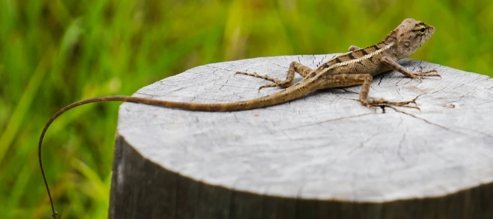 the lizard is laying on top of a wooden stump