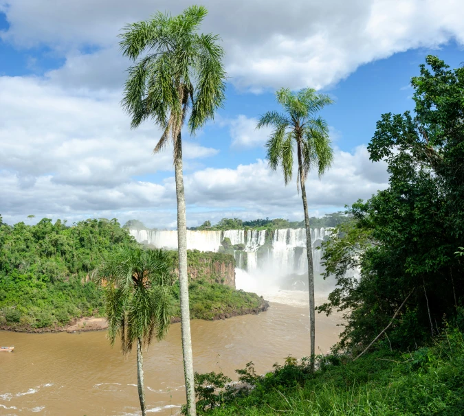 a couple of large trees sitting in front of a waterfall