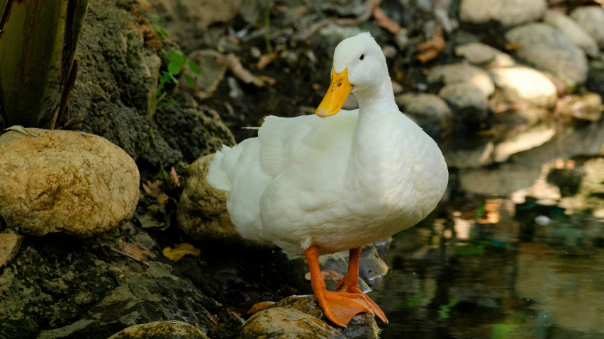 a duck is standing on rocks near a river