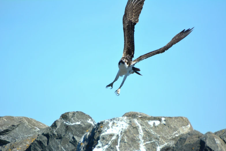 an eagle flies through the air with its prey in its claws