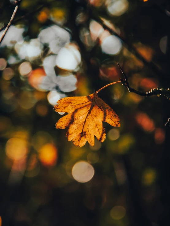 a leaf on a tree nch near many blurred leaves