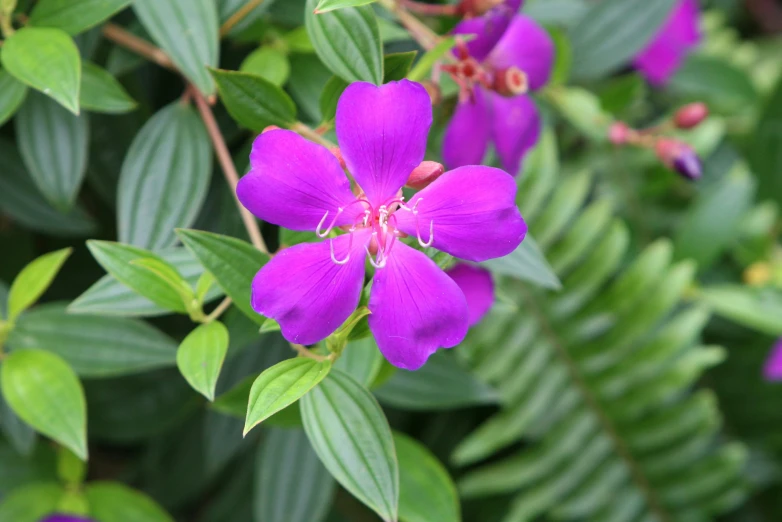 some purple flowers with green leaves near by