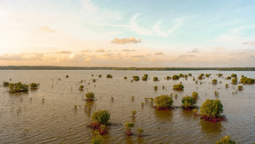 a large body of water that has some trees growing out of it