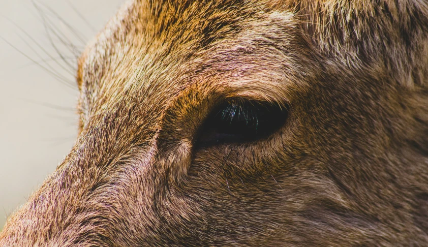 a large brown deer with bright green eyes