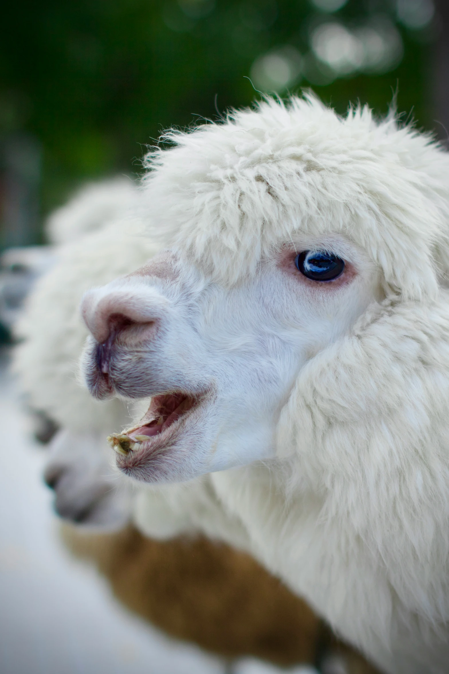 an adult sheep is yawning with his teeth