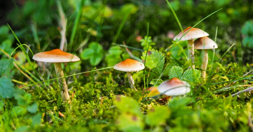 three small mushrooms are seen growing in the grass