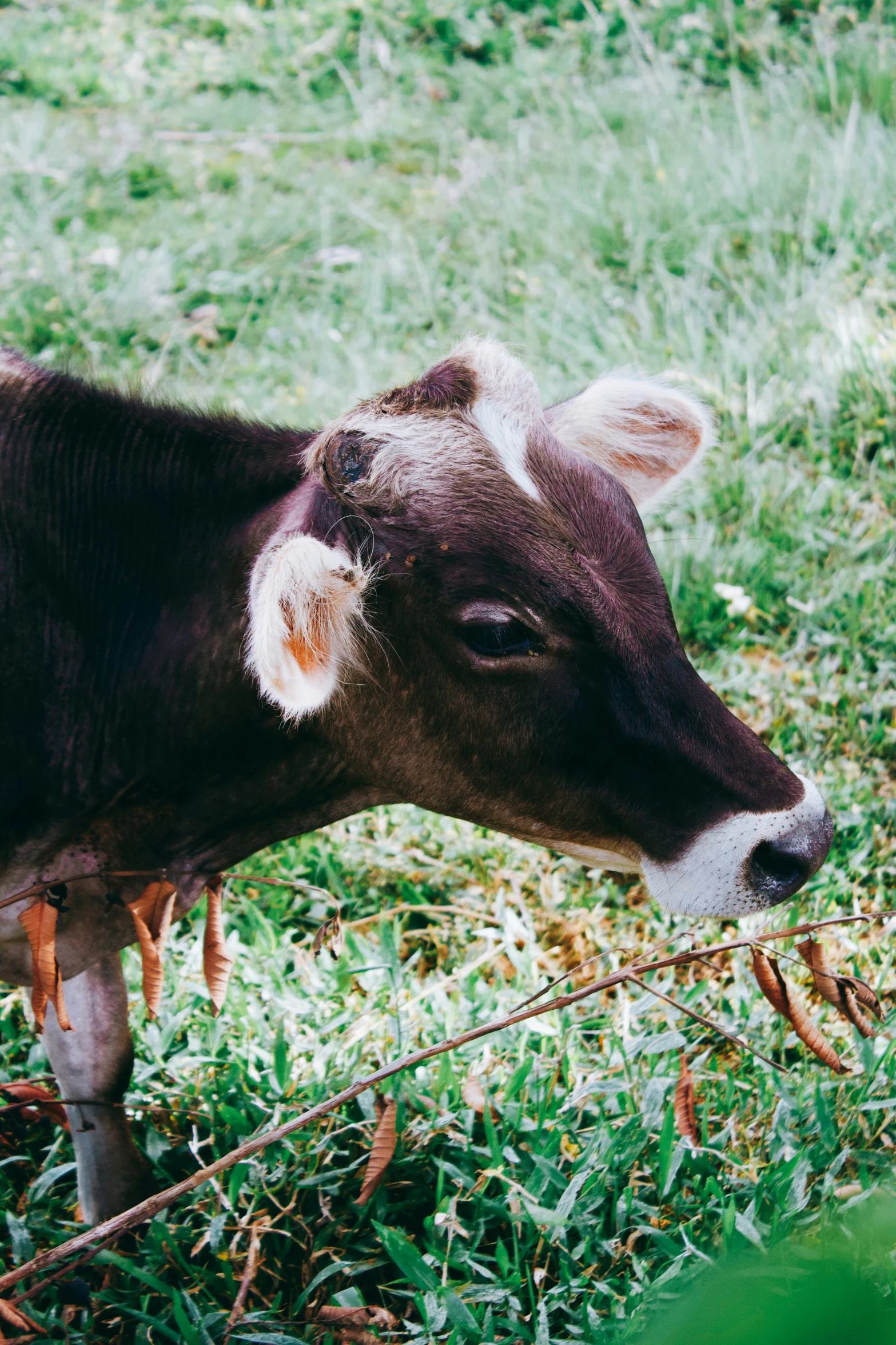 a little cow is standing by a tree