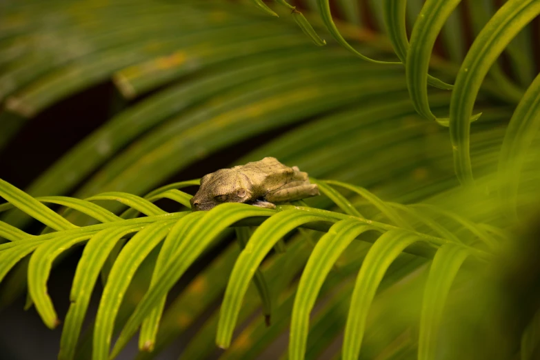 a small lizard sitting on top of a green plant