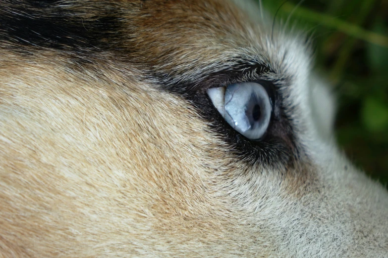 a close up of a dog's eye with grass in the background