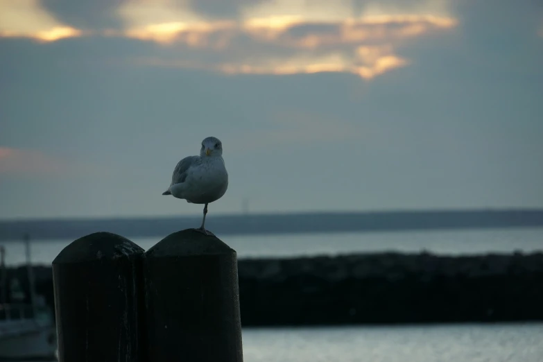 there is a seagull perched on the end of a post