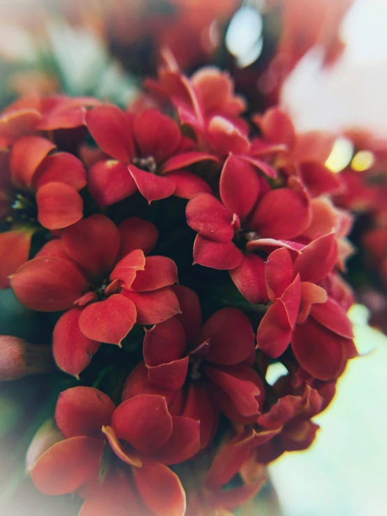 a bunch of red flowers sitting in the center of a table