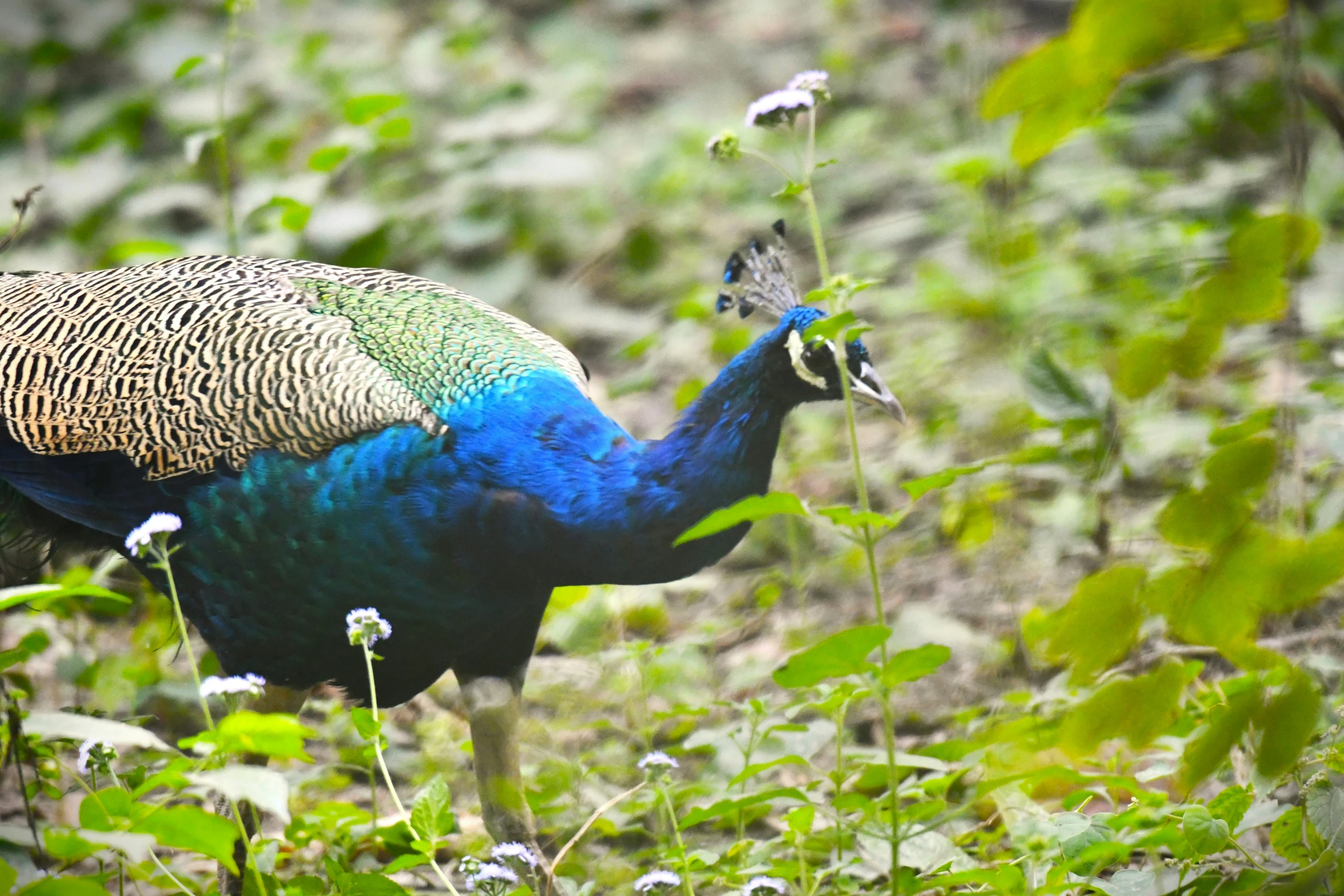 a bird is standing in the middle of a field