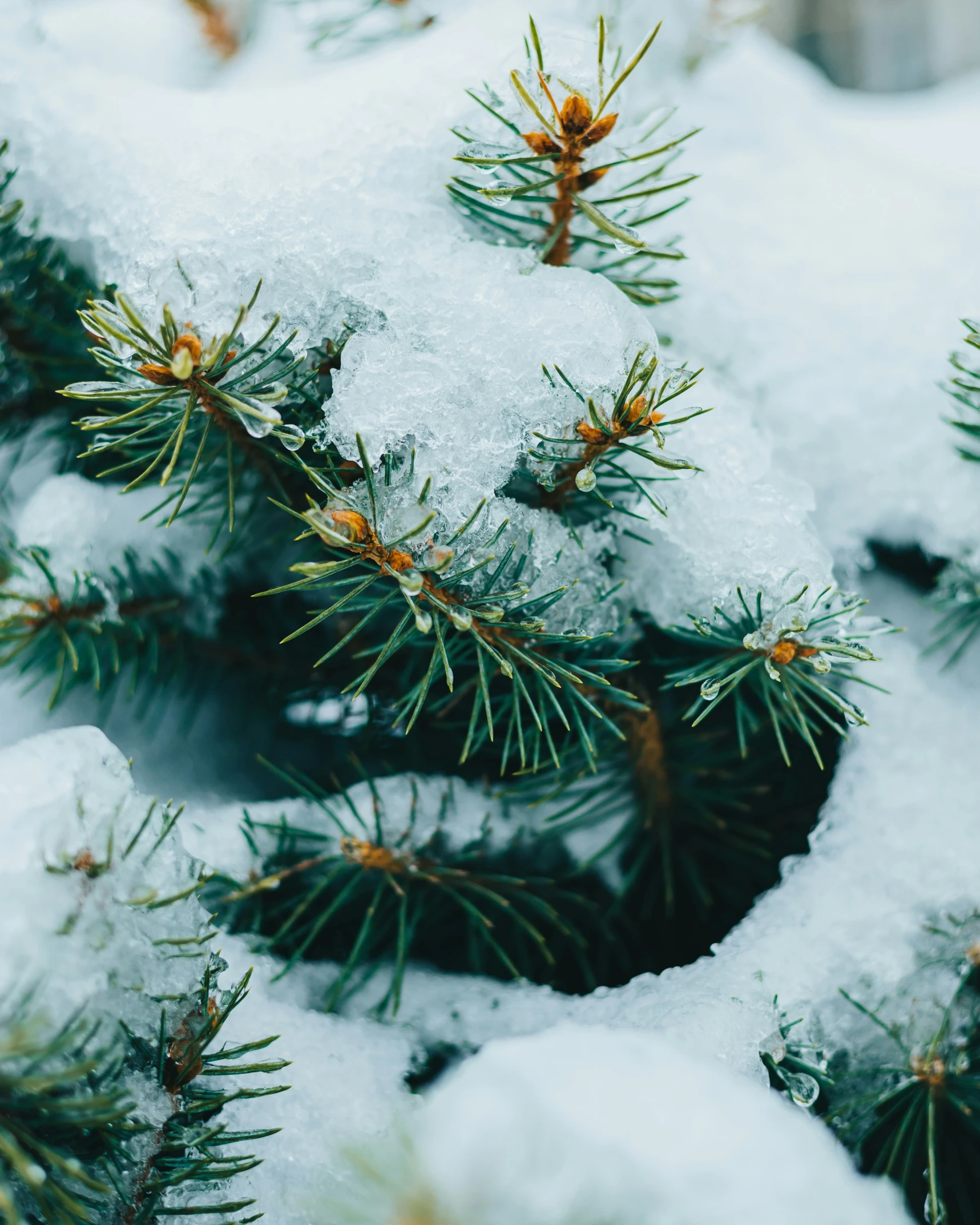 a nch covered in snow on top of a pine