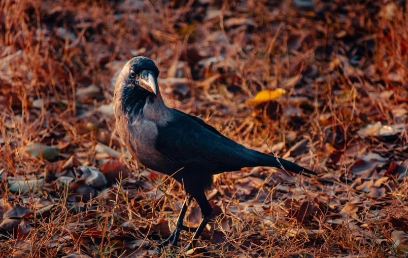a black bird with an orange beak is standing in the leaves