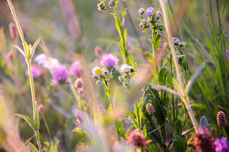 there are small flowers in the grass and one is yellow