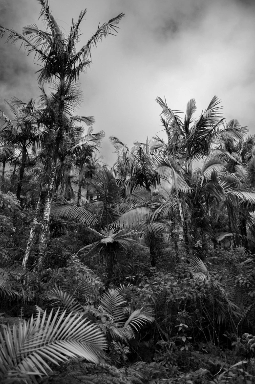 a black and white po of an umbrella by some trees