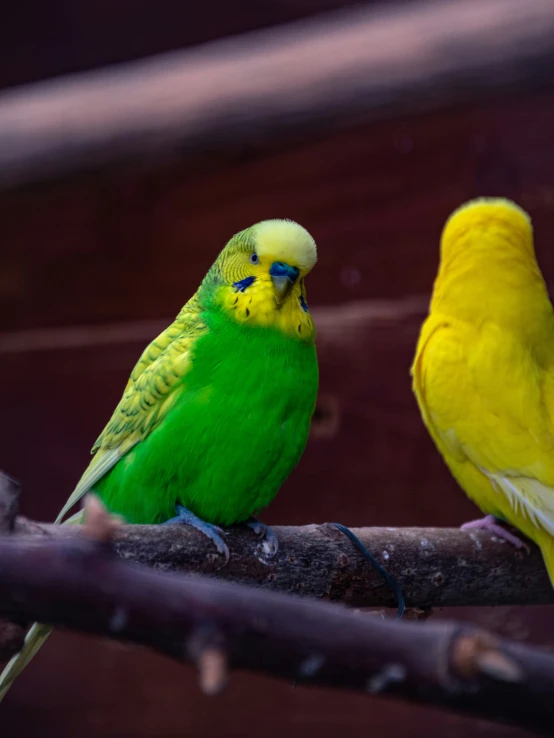 a couple of birds are sitting on a nch