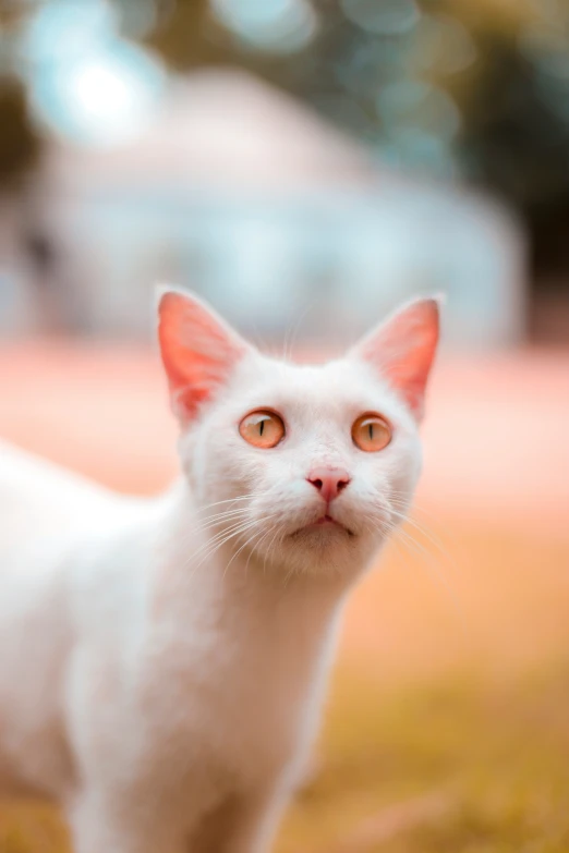 a white cat with orange eyes looking up