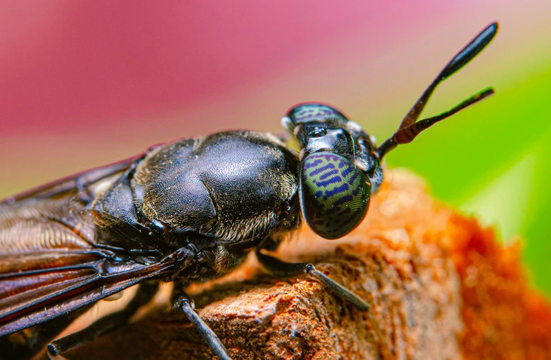 the two flies have large wings and blue colors