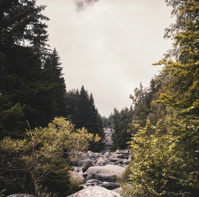 a rocky river flows through a dense forest